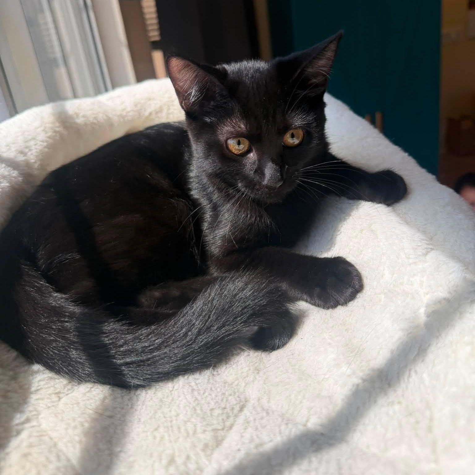 Ravioli, an adopted Domestic Short Hair in Queen Creek, AZ image 3/5