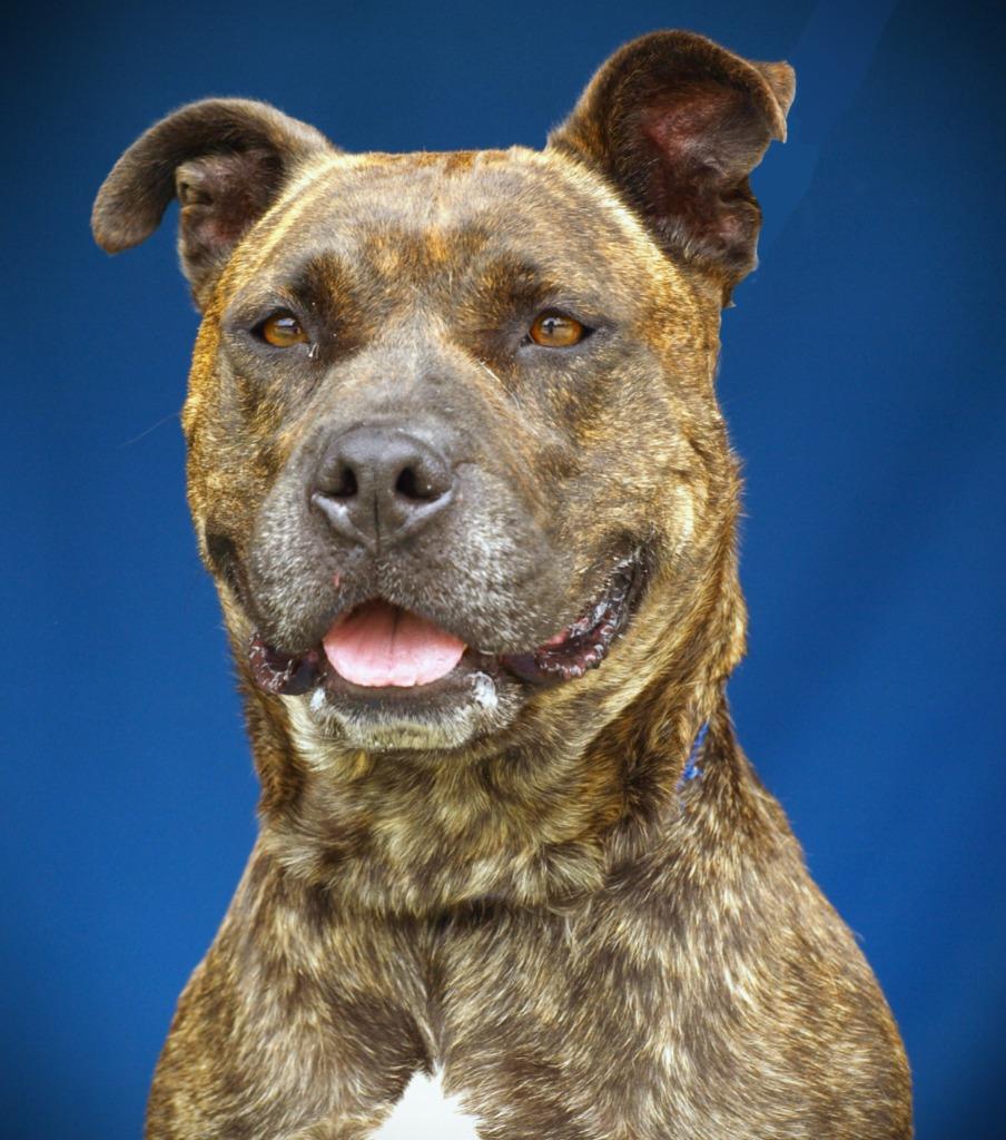 Jocelyn, Adoptable, Adult Female Pit Bull Terrier.