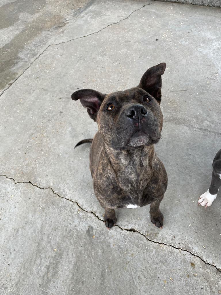 Enlarge Jocelyn, a Adoptable Pit Bull Terrier in Denham Springs, LA image 2/2