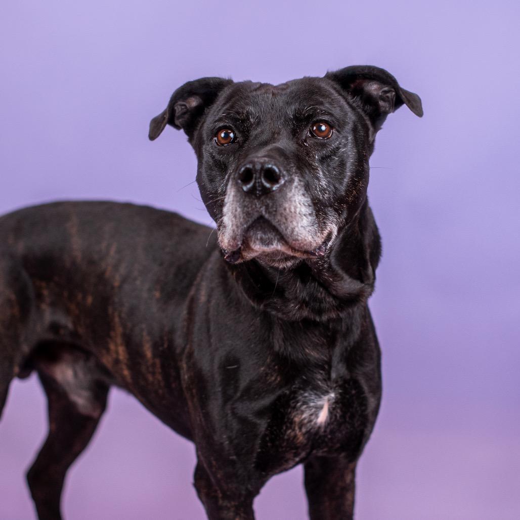 Enlarge Jay, a Adoptable Pit Bull Terrier in Northbrook, IL image 2/6