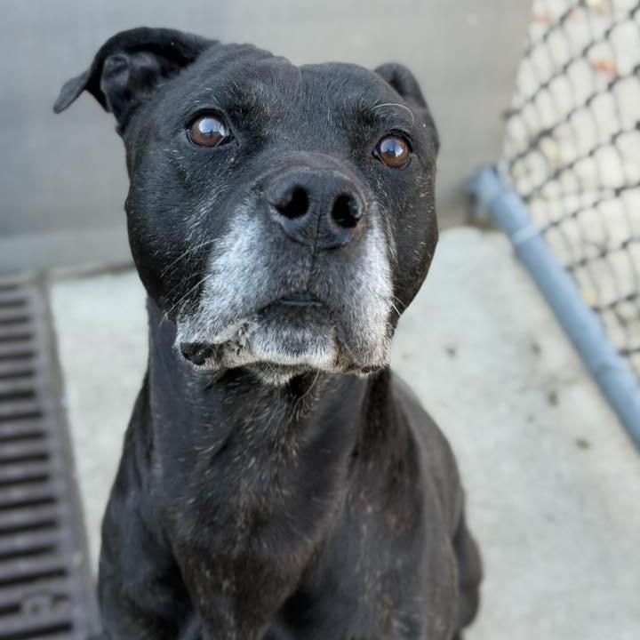 Enlarge Jay, a Adoptable Pit Bull Terrier in Northbrook, IL image 3/6
