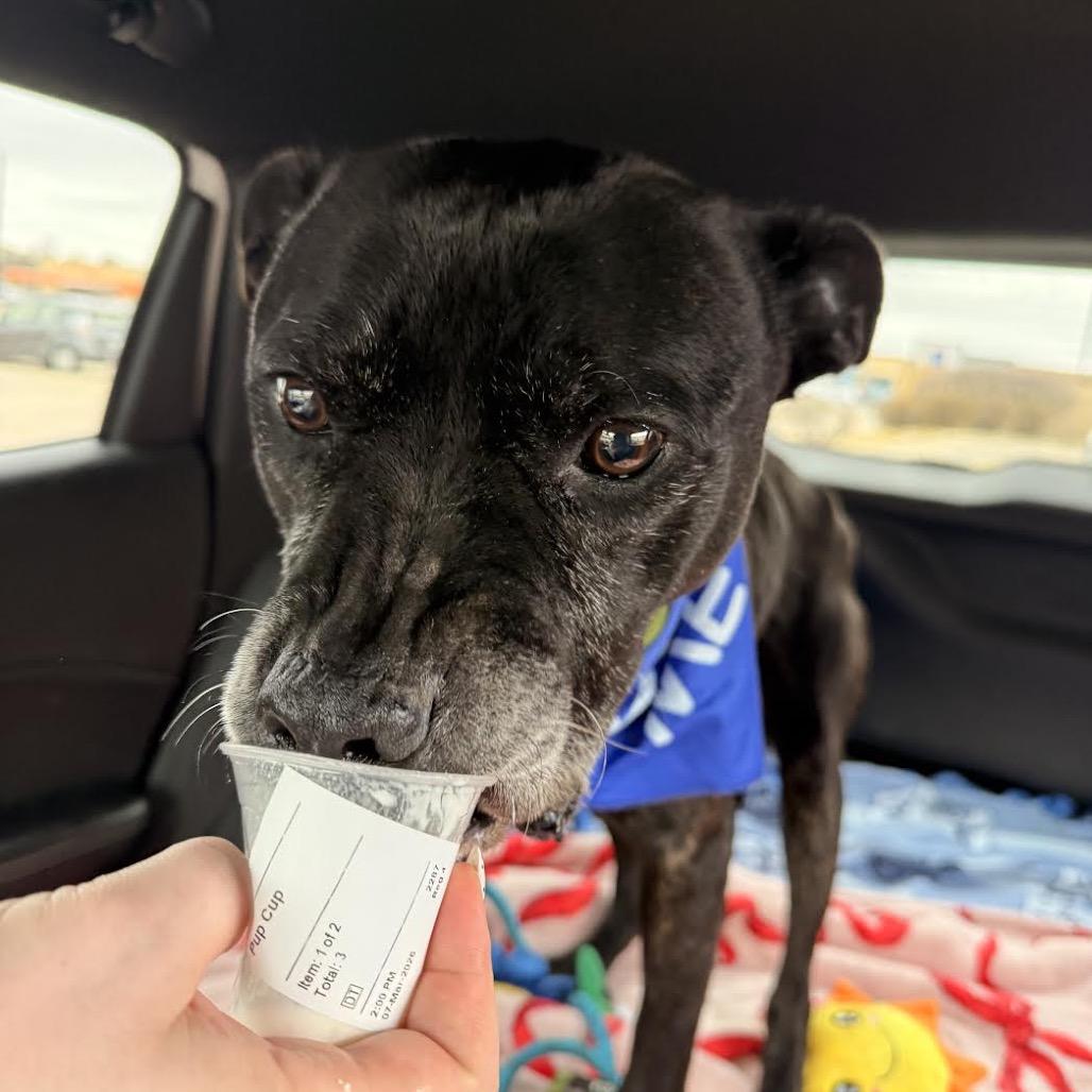 Enlarge Jay, a Adoptable Pit Bull Terrier in Northbrook, IL image 5/6