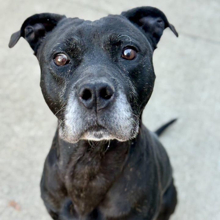 Enlarge Jay, a Adoptable Pit Bull Terrier in Northbrook, IL image 6/6