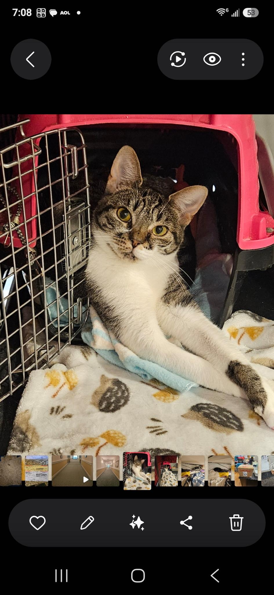 Enlarge Emma, a Adoptable Domestic Short Hair in Middletown, CT image 2/2