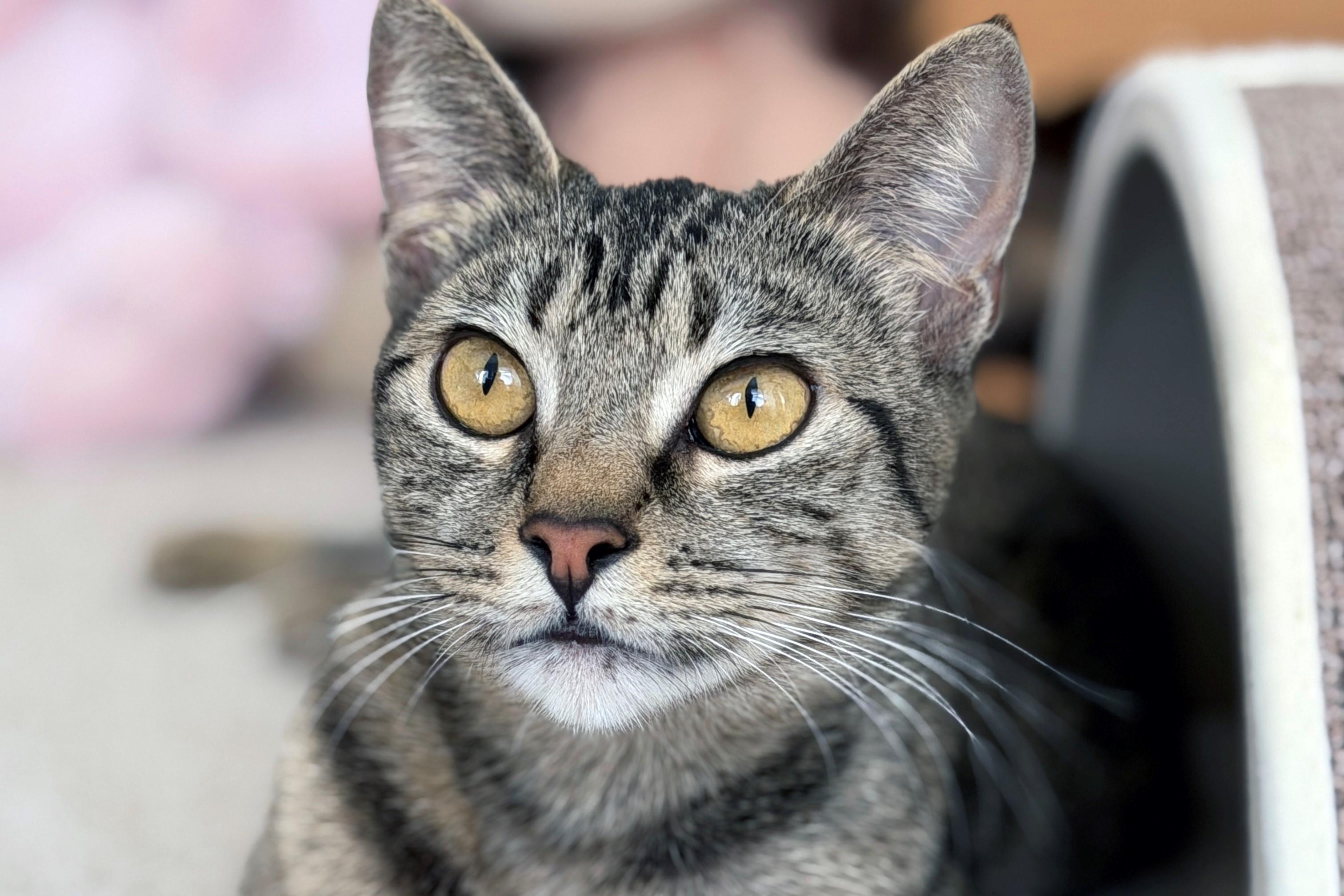 Tiramisu, ADOPTABLE, Adult Female Domestic Short Hair.