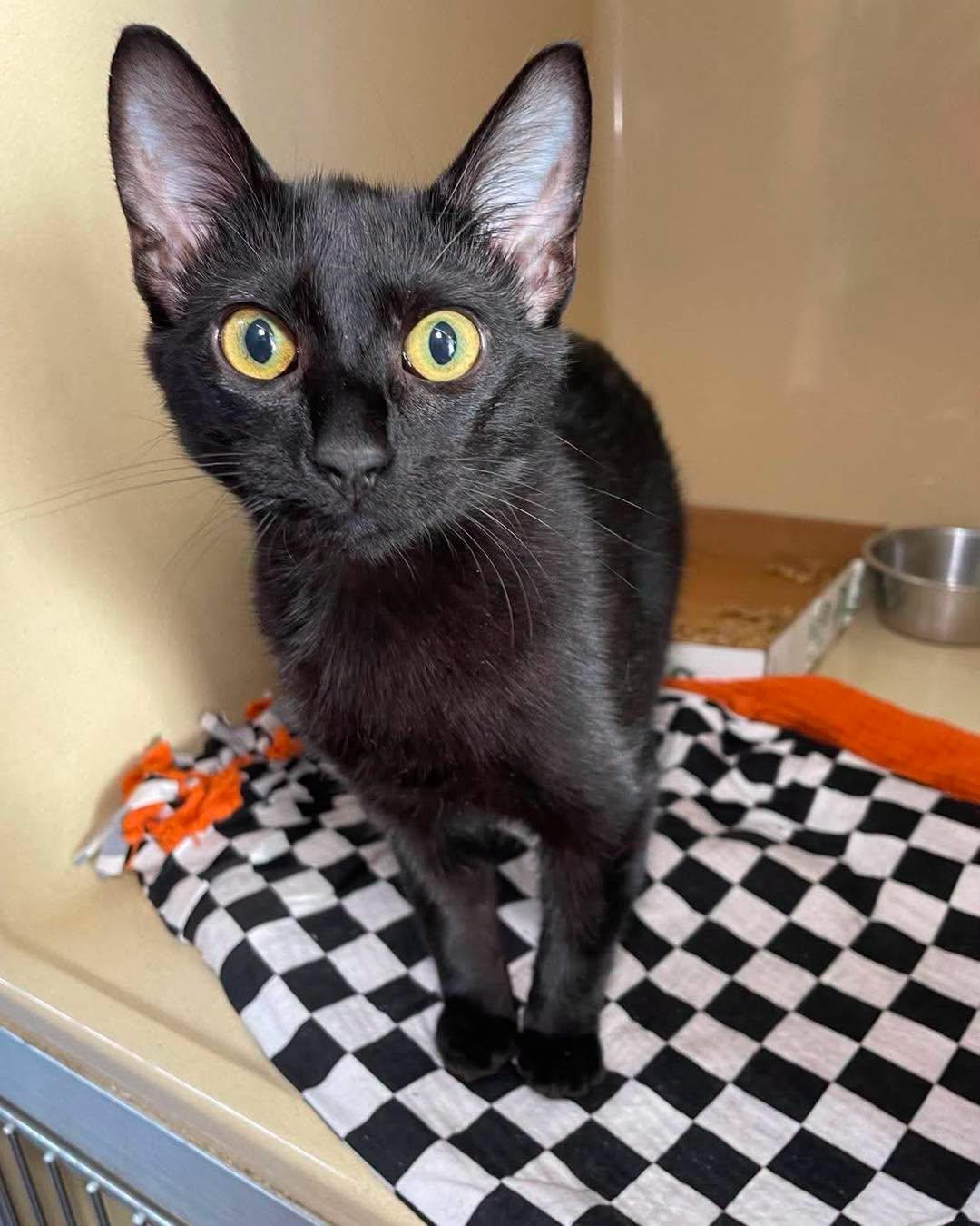 Enlarge Jones, a ADOPTABLE Domestic Short Hair in Stillwater, OK image 1/1