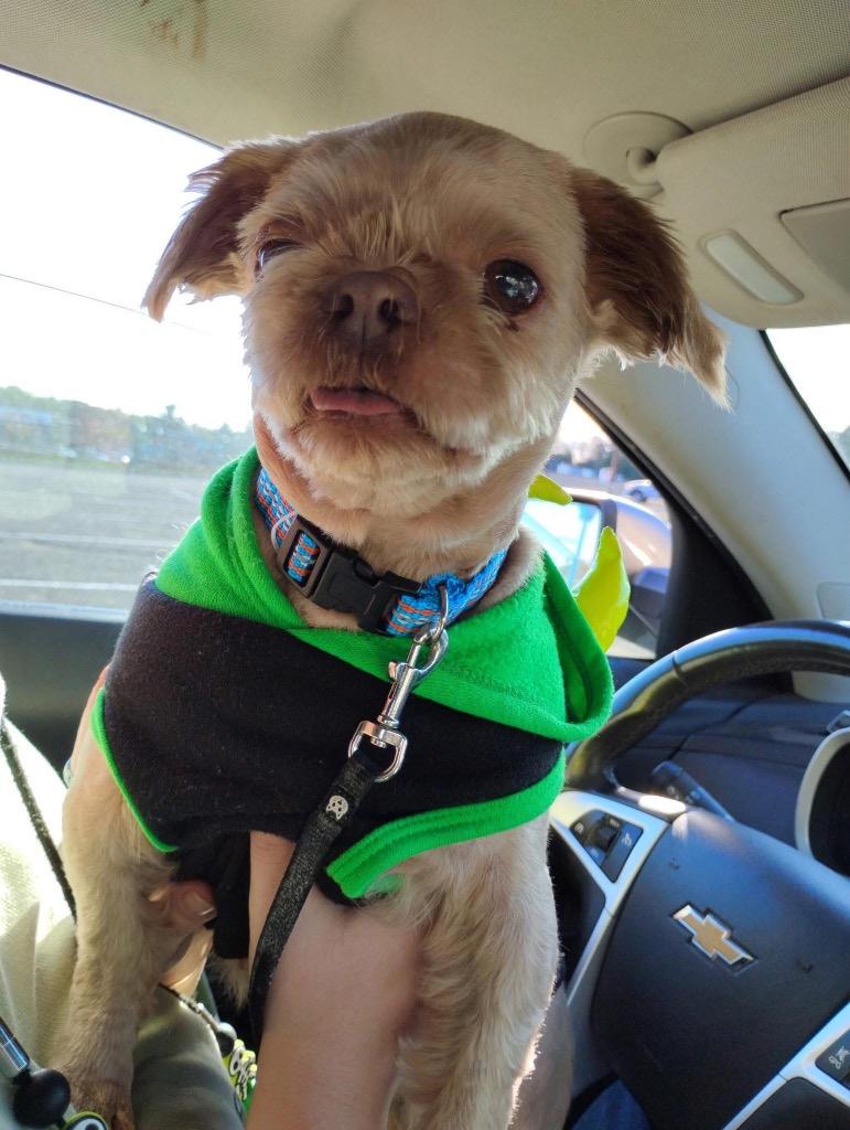 Enlarge Ezra, a Adoptable Shih Tzu in Cloquet, MN image 1/1