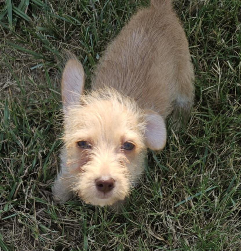 Tater Tot photo 3