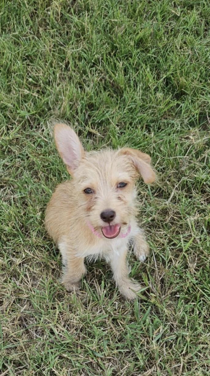 Tater Tot photo 5