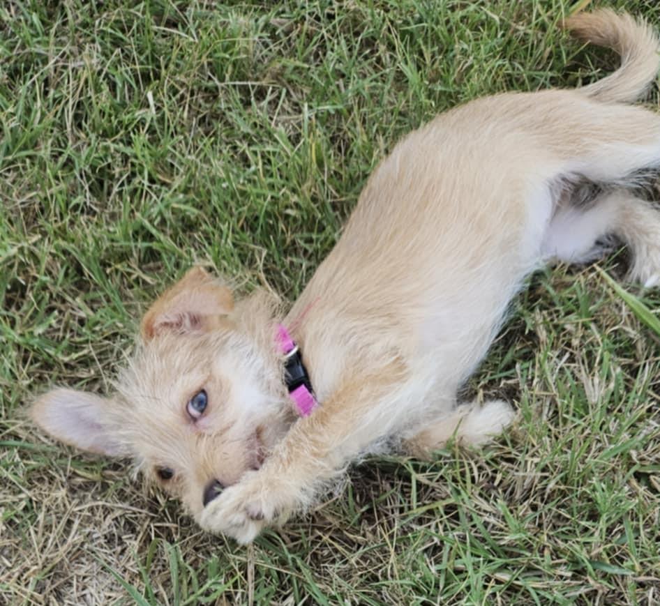 Tater Tot photo 4