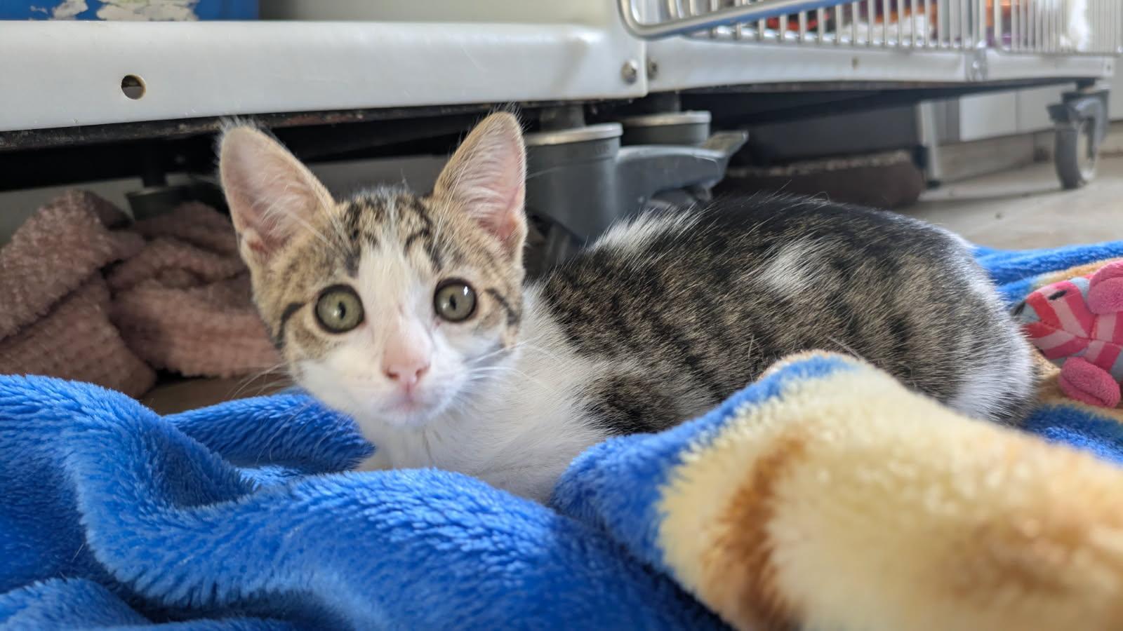 Ziggy, Adoptable, Kitten Male Domestic Short Hair.