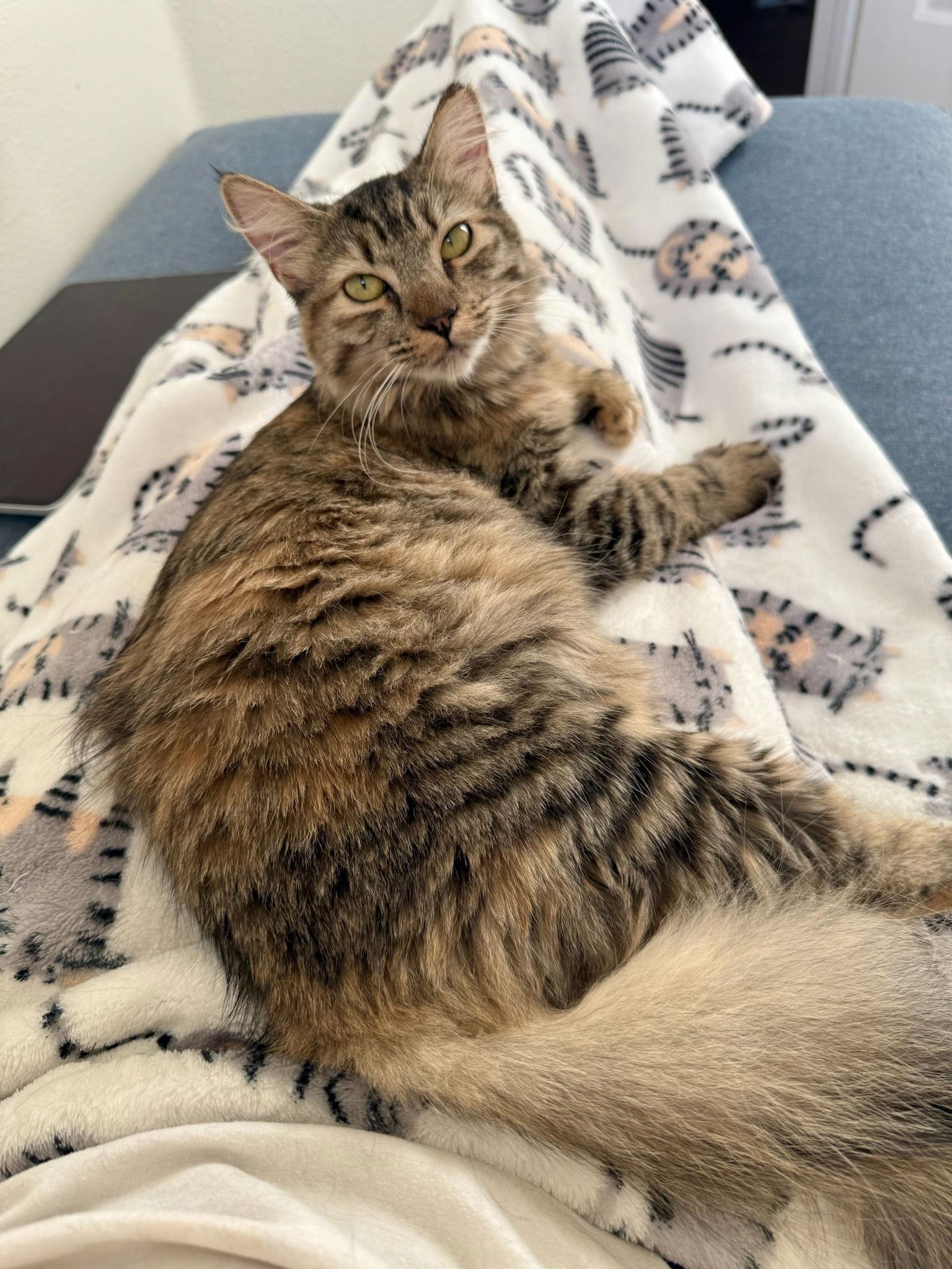 Roe (bonded w/ Creamsicle), Adoptable, Young Female Tabby.