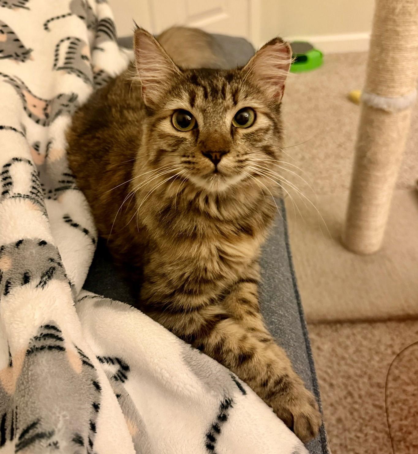 Roe (bonded w/ Creamsicle), a Adoptable Tabby in San Jose, CA image 1/3