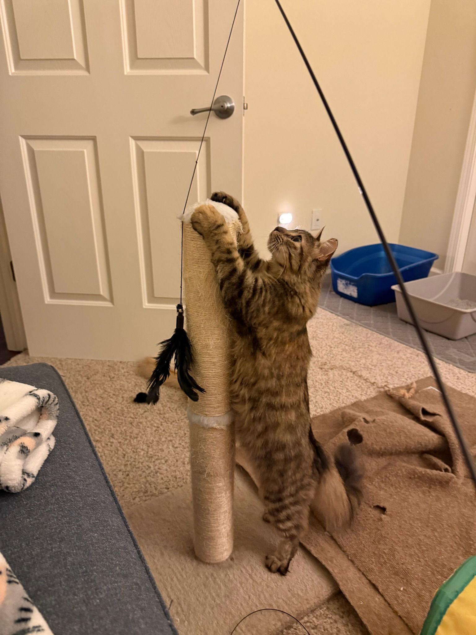 Roe (bonded w/ Creamsicle), a Adoptable Tabby in San Jose, CA image 2/3