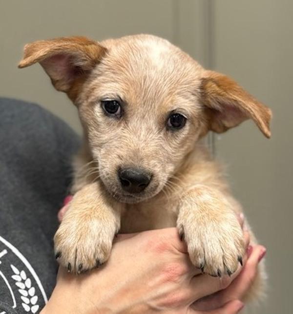 Lisa from Logistics, Adoptable, Puppy Female Catahoula Leopard Dog & Australian Cattle Dog / Blue Heeler.