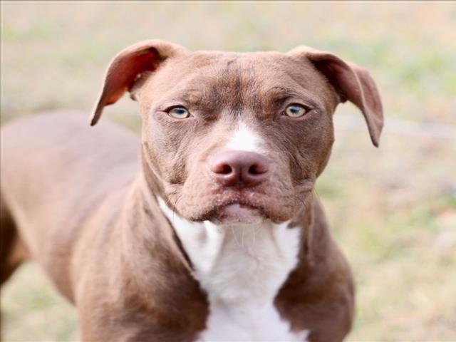 Enlarge PAINE, a Adoptable mixed breed in Wilmington, NC image 1/1