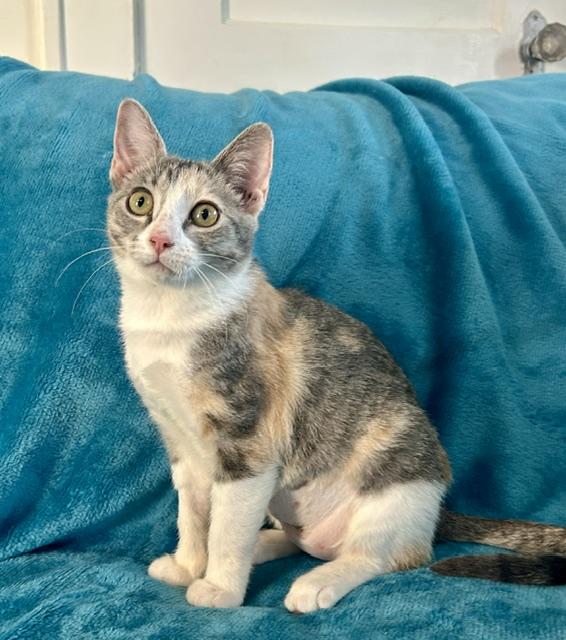 Cassie, an adopted mixed breed in Houston, TX image 2/5
