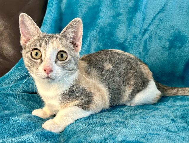 Cassie, adopted, Kitten Female Domestic Short Hair & Calico.