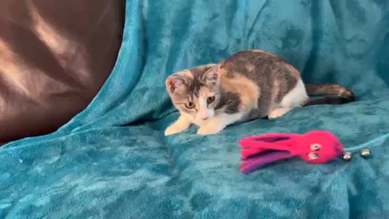 Enlarge Cassie, an adopted mixed breed in Houston, TX video 4/5