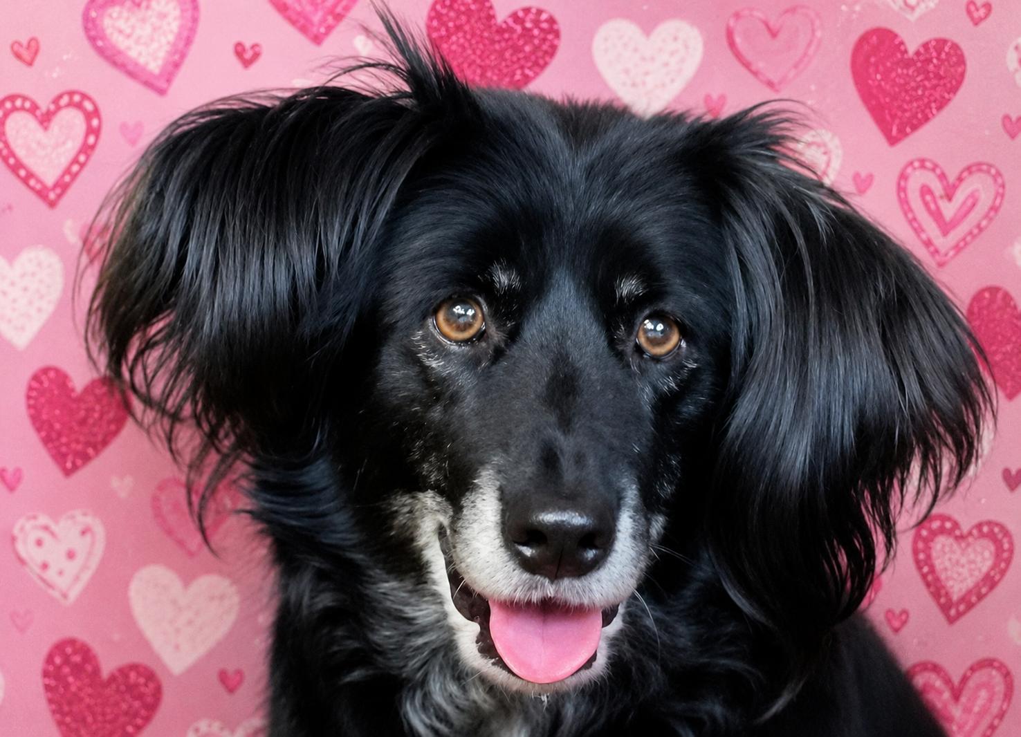 HAVEN - COURTESY LISTING, Adoptable, Senior Female Australian Shepherd.