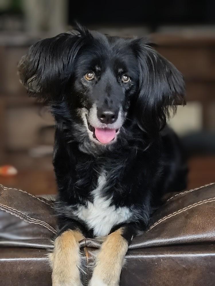 Enlarge HAVEN - COURTESY LISTING, a Adoptable mixed breed in Lincolnton, NC image 3/4