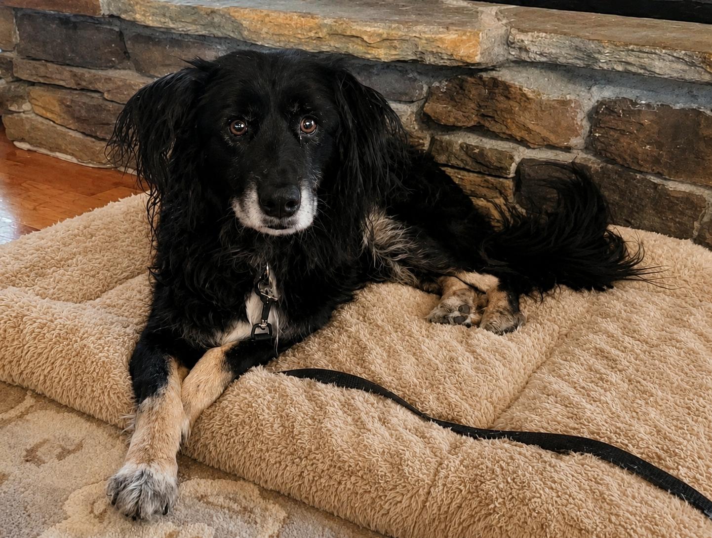 Enlarge HAVEN - COURTESY LISTING, a Adoptable mixed breed in Lincolnton, NC image 4/4