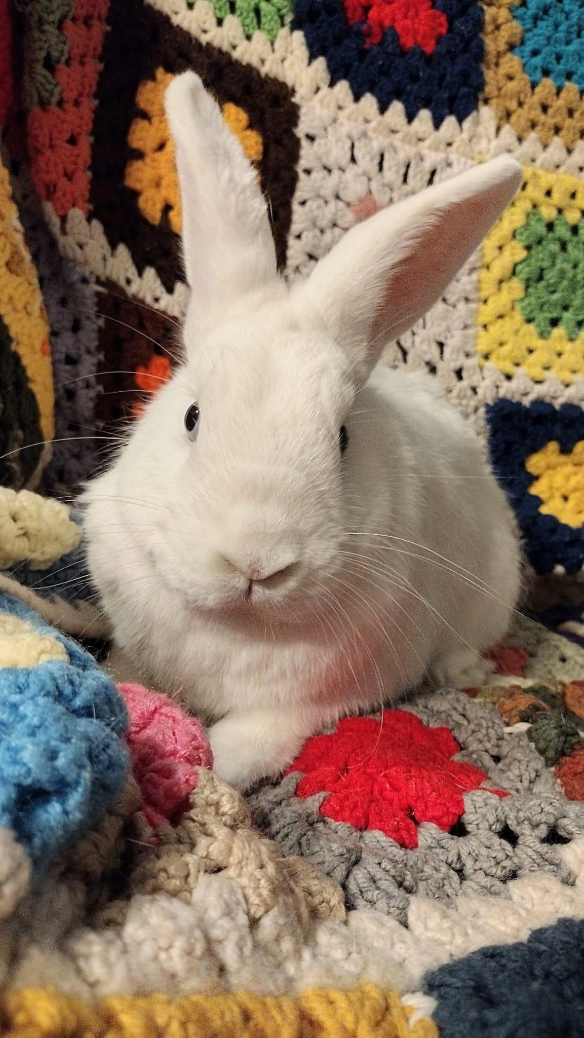 Icicle - Vienna Bunny, Adopted, Adult Male Bunny Rabbit.