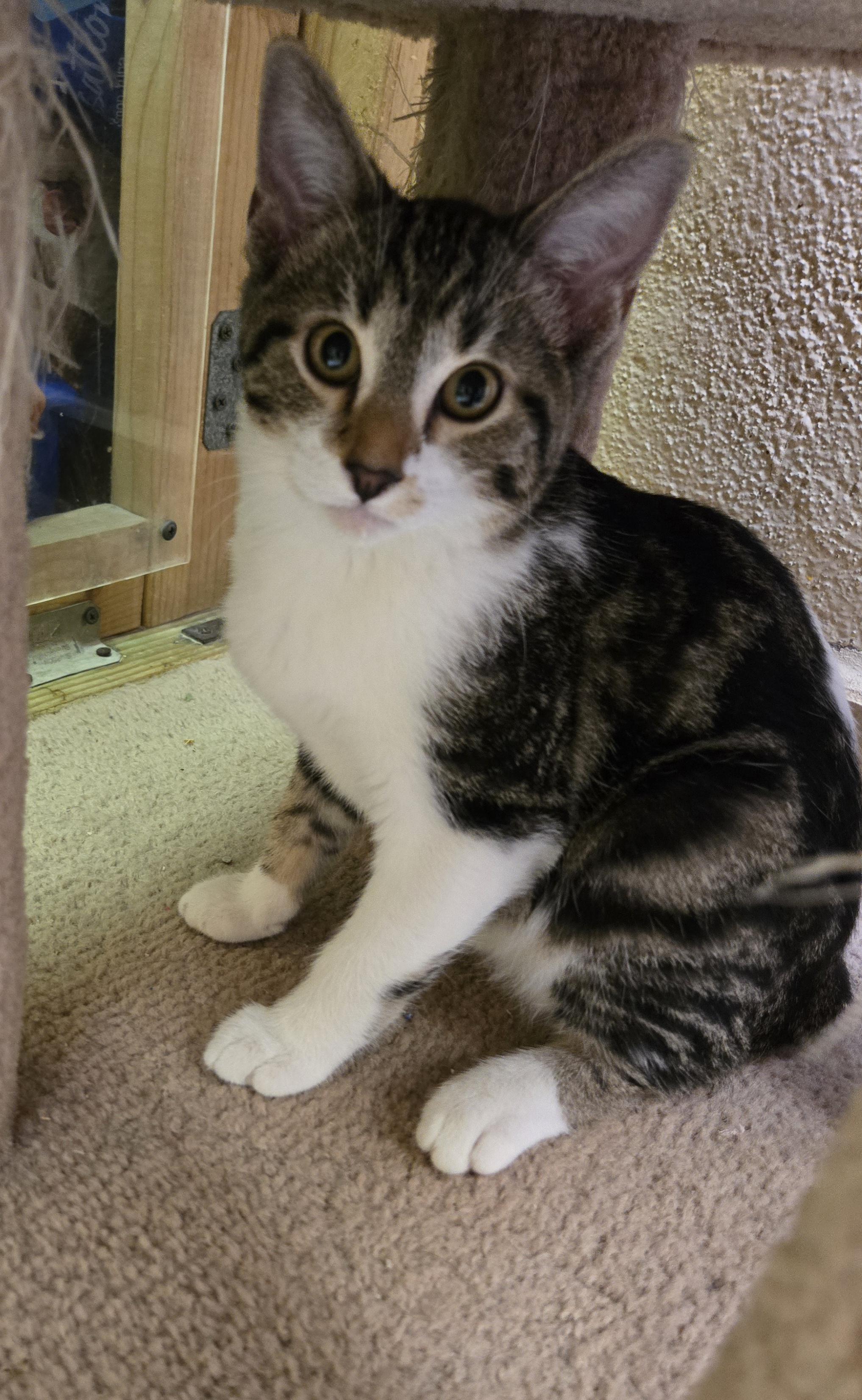 Enlarge Buzz, an adopted mixed breed in Nogales, AZ image 1/4