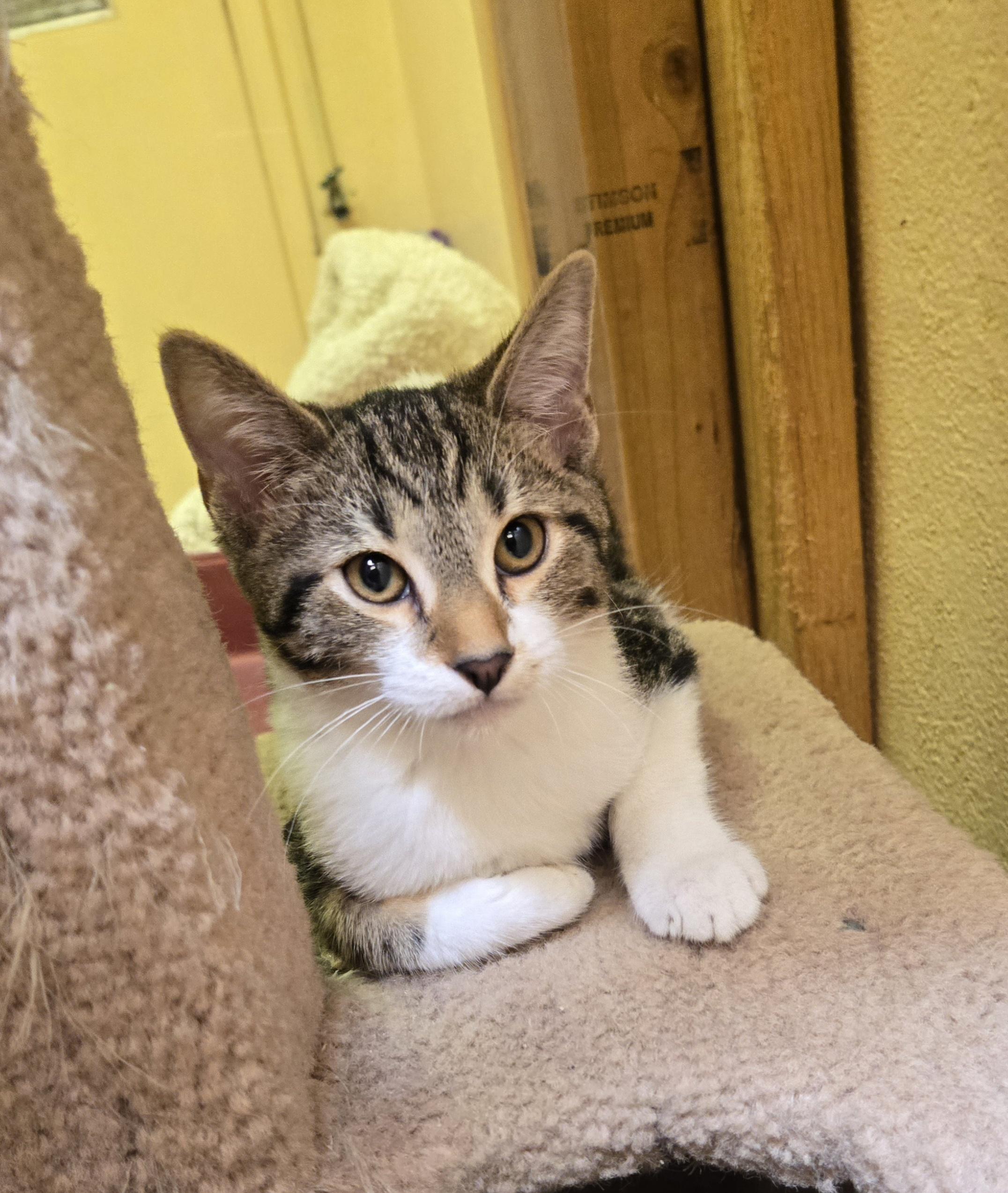 Enlarge Buzz, an adopted mixed breed in Nogales, AZ image 2/4