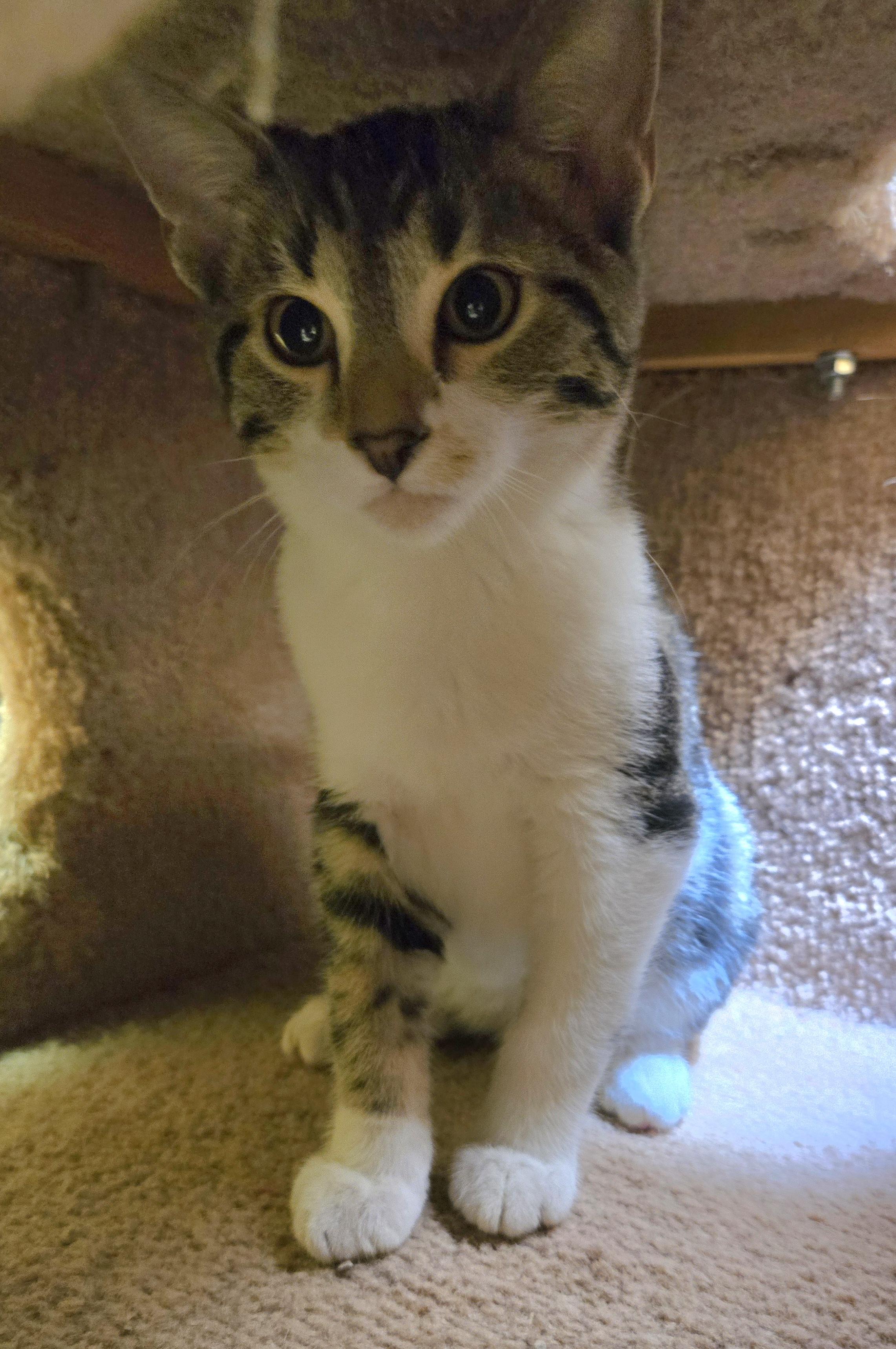 Enlarge Buzz, an adopted mixed breed in Nogales, AZ image 3/4