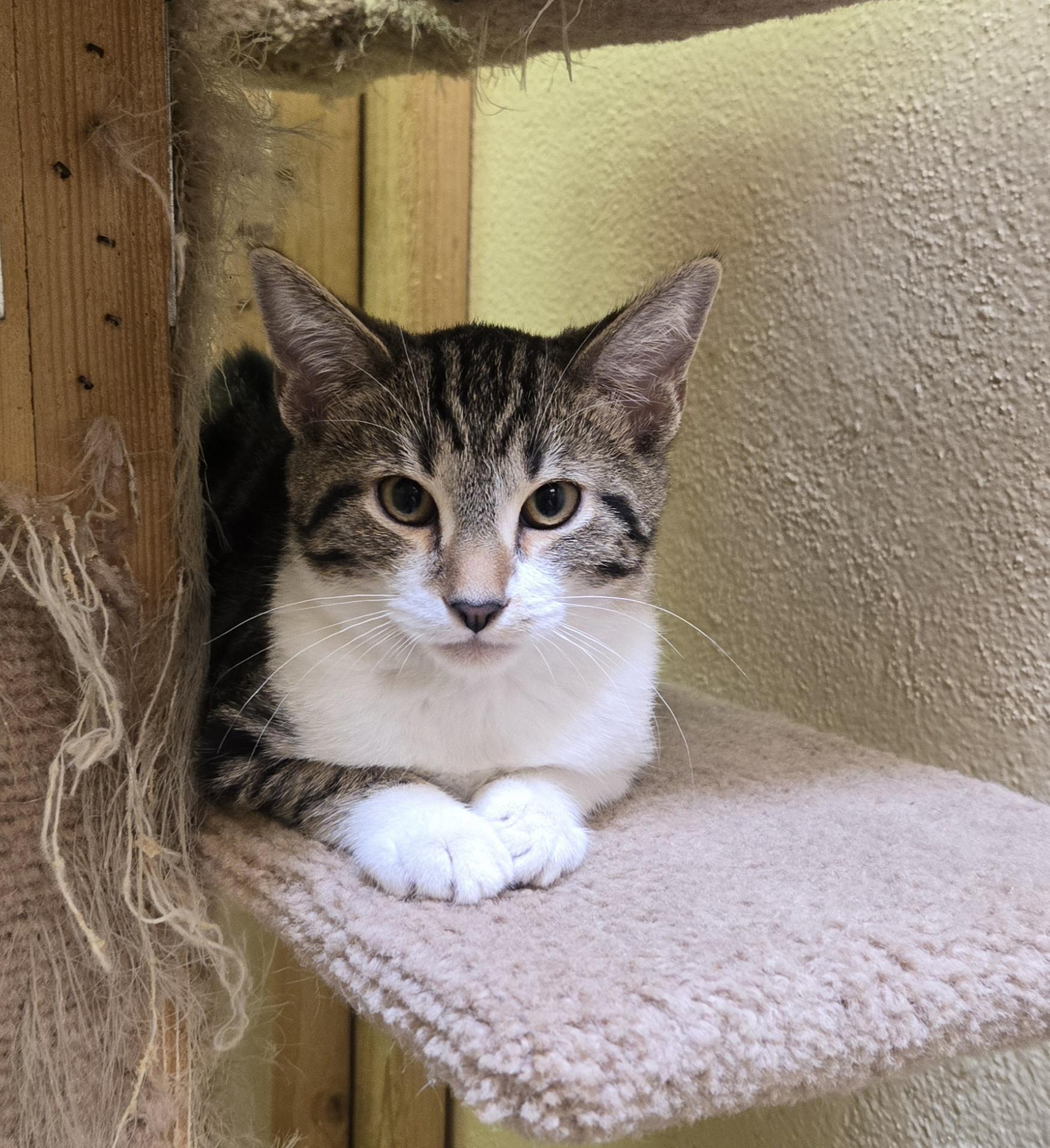 Enlarge Buzz, an adopted mixed breed in Nogales, AZ image 4/4