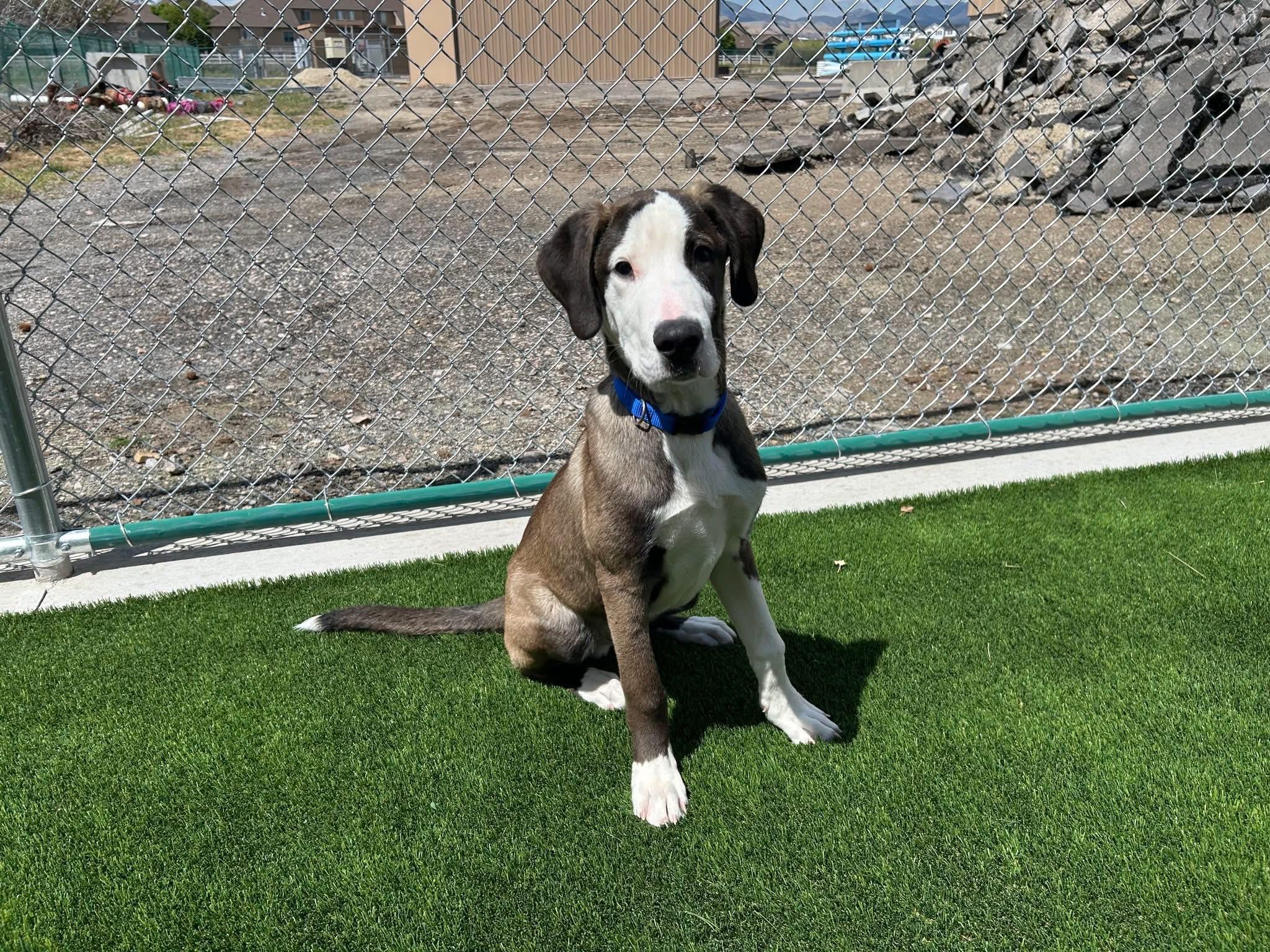 HOWARD, adopted, Puppy Male Great Dane & Australian Shepherd.