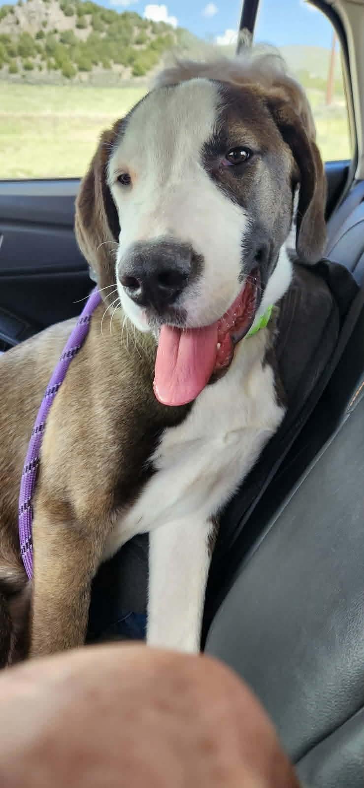 Enlarge HOWARD, an adopted mixed breed in Plummer, ID image 2/3