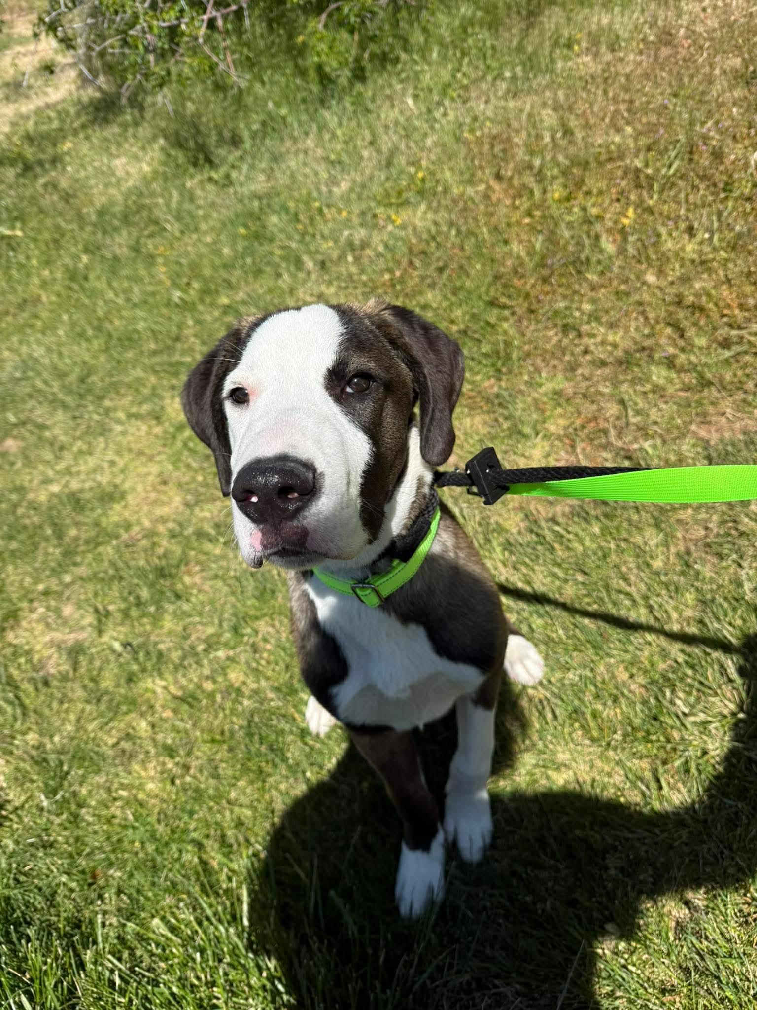 Enlarge HOWARD, an adopted mixed breed in Plummer, ID image 3/3