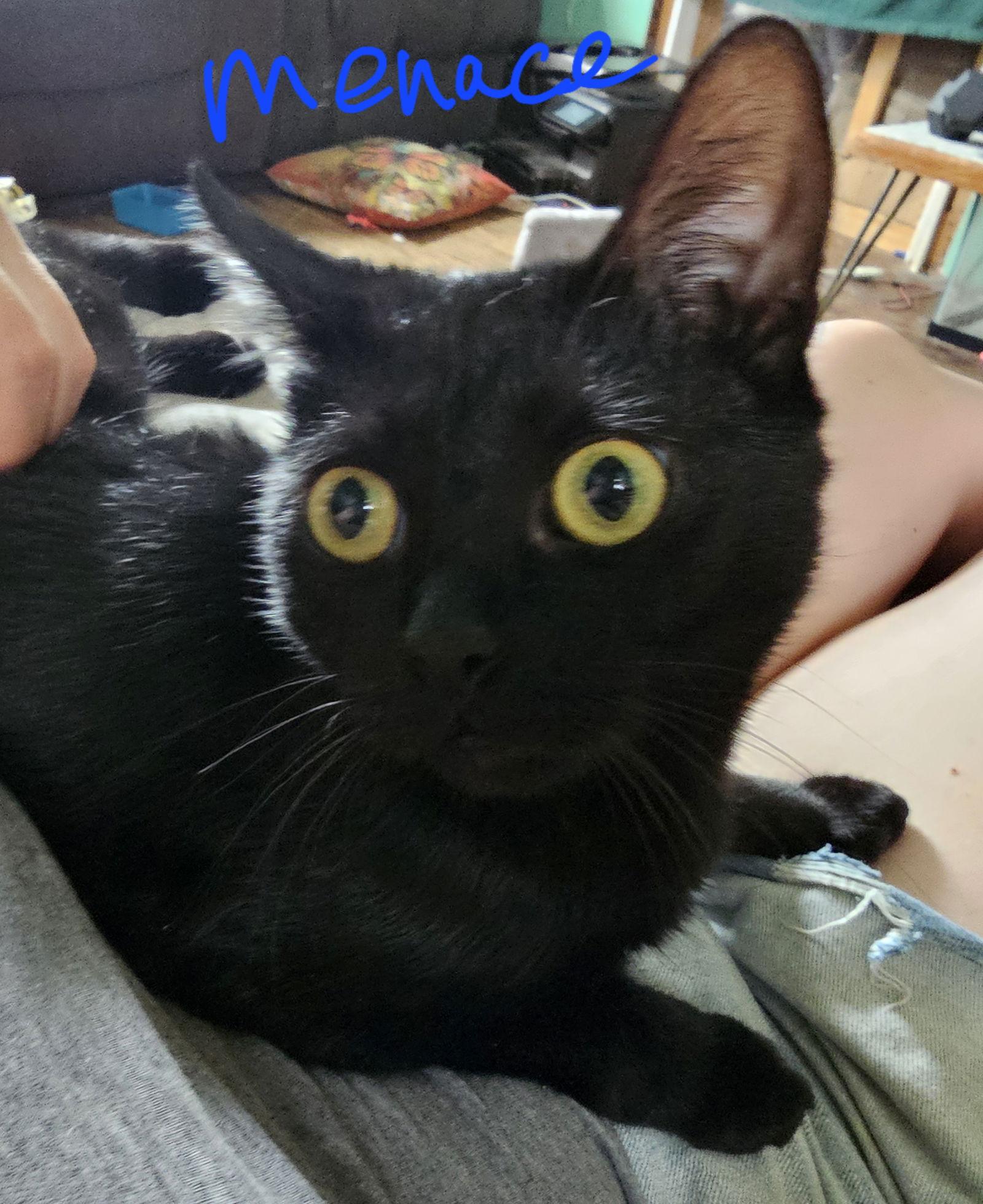 Zz Menace~ Courtesy, Adoptable, Young Male Domestic Short Hair.