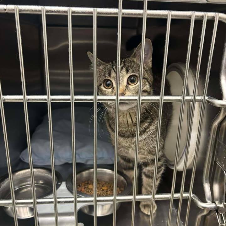 Enlarge Kasumi, a Adoptable Domestic Short Hair in Rexburg, ID image 1/6