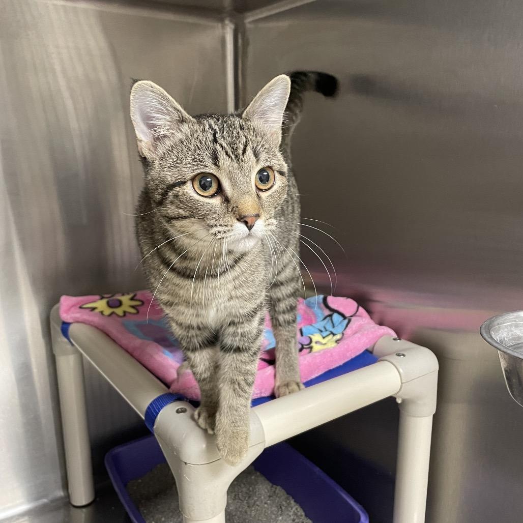 Enlarge Kasumi, a Adoptable Domestic Short Hair in Rexburg, ID image 2/6