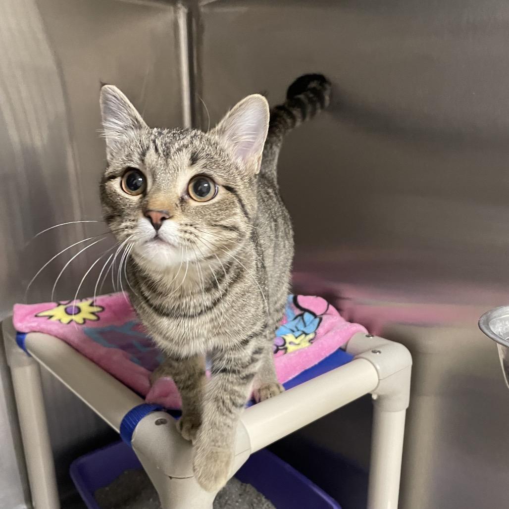 Enlarge Kasumi, a Adoptable Domestic Short Hair in Rexburg, ID image 3/6