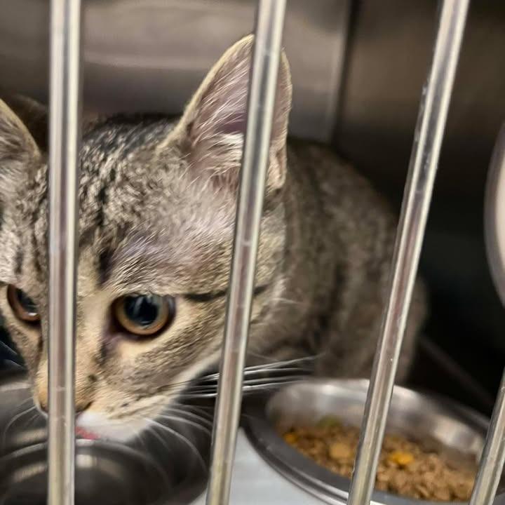 Enlarge Kasumi, a Adoptable Domestic Short Hair in Rexburg, ID image 4/6