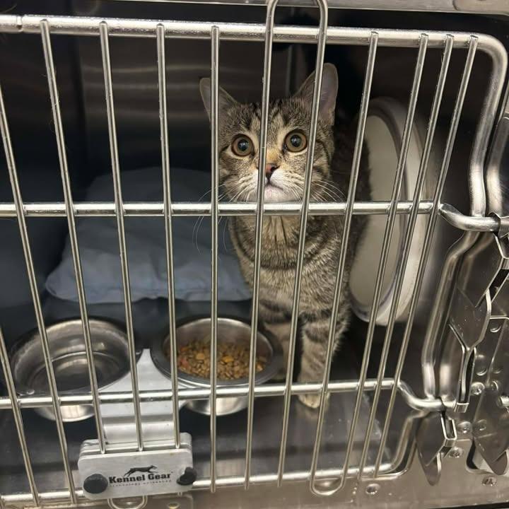 Enlarge Kasumi, a Adoptable Domestic Short Hair in Rexburg, ID image 5/6