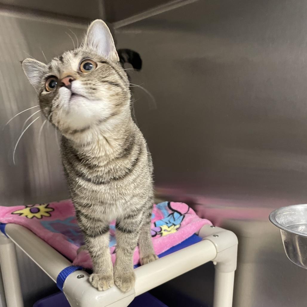 Enlarge Kasumi, a Adoptable Domestic Short Hair in Rexburg, ID image 6/6