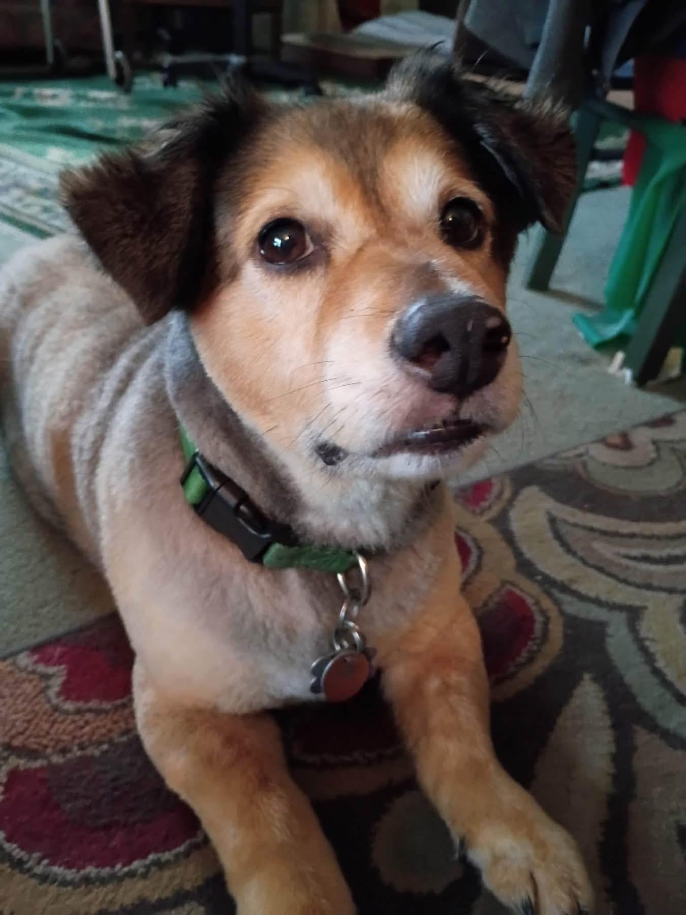 Enlarge Patrick, a Adopted mixed breed in Solon, OH image 3/3