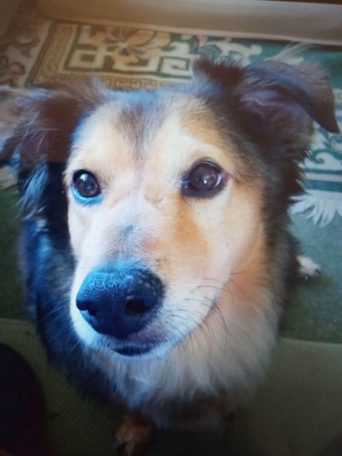Enlarge Patrick, a Adopted mixed breed in Solon, OH image 2/3