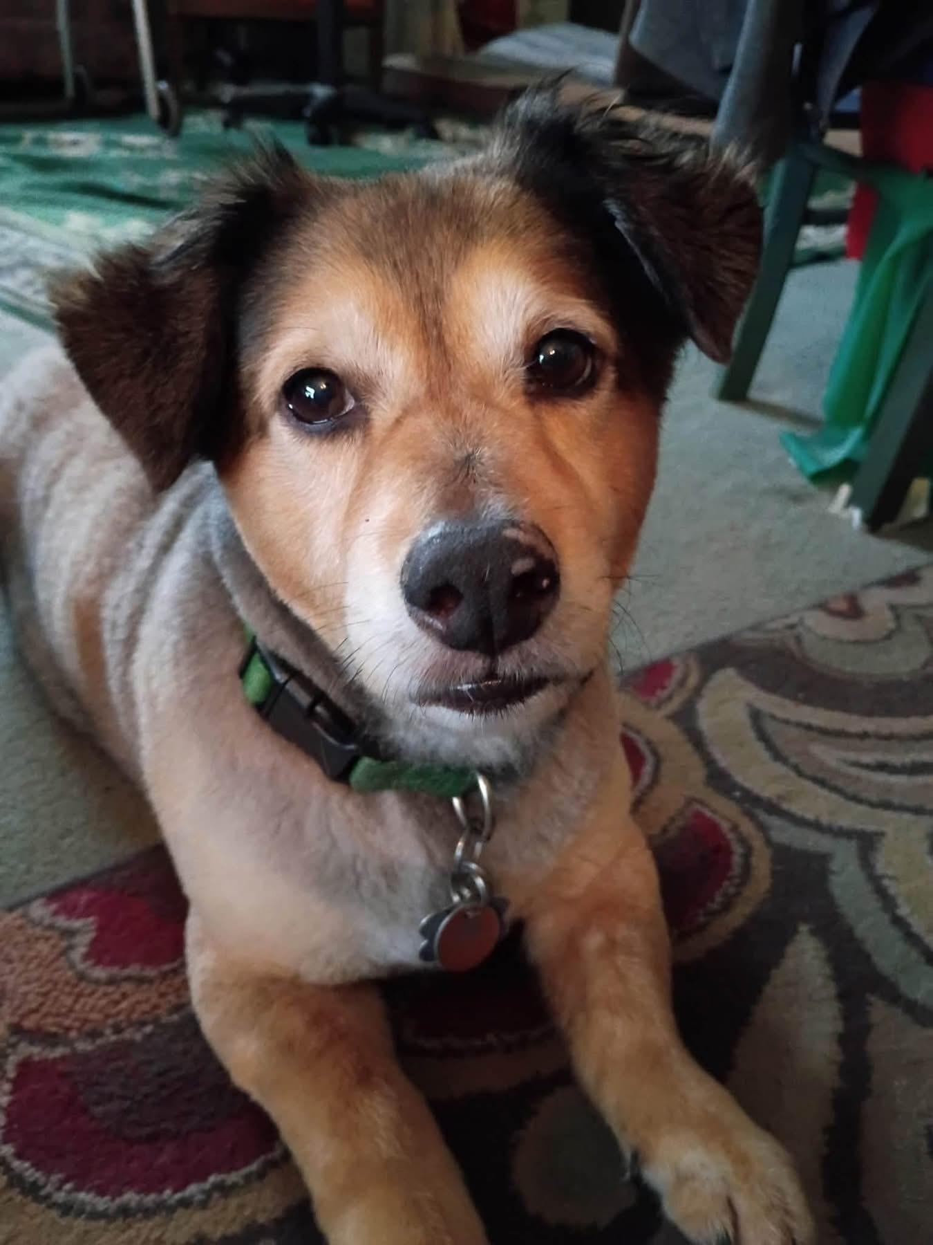Patrick, Adopted, Adult Male Australian Shepherd.
