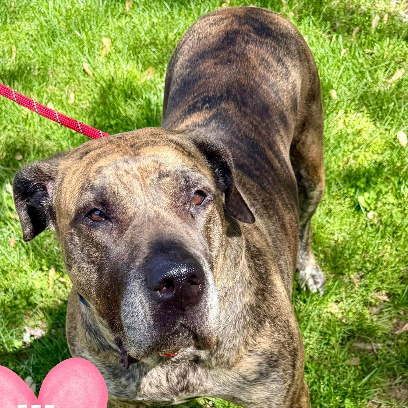 Patience, adopted, Adult Female Mastiff.