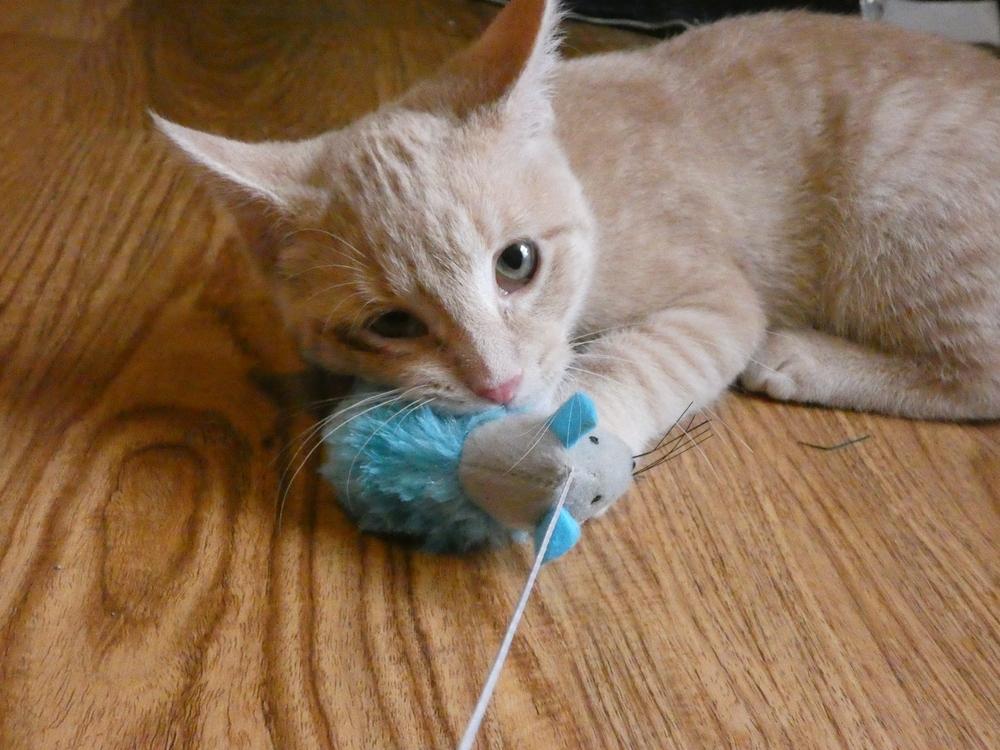 Auggie (25-250 C), Adoptable, Kitten Male Domestic Short Hair.