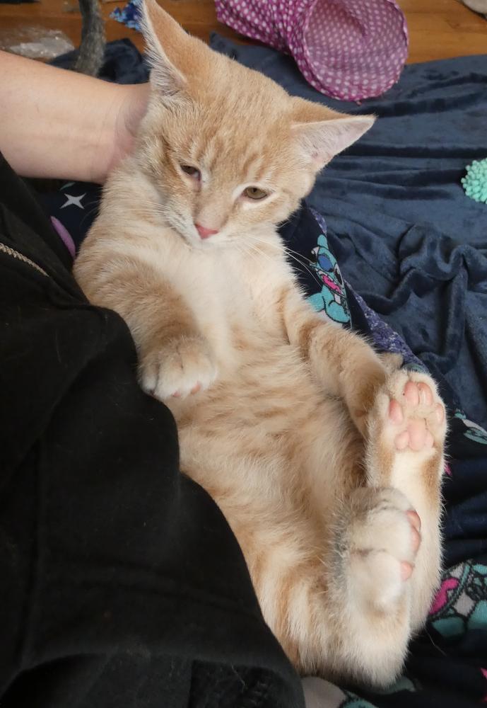 Enlarge Auggie (25-250 C), a Adoptable mixed breed in Lansing, MI image 2/6