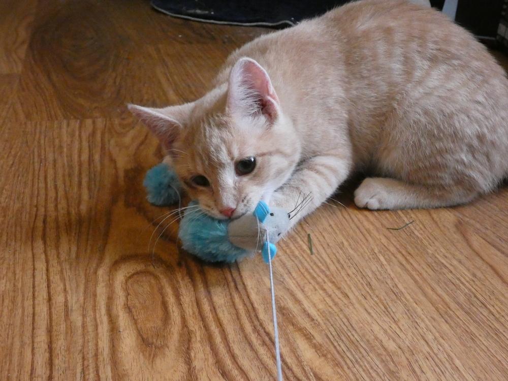 Enlarge Auggie (25-250 C), a Adoptable mixed breed in Lansing, MI image 3/6