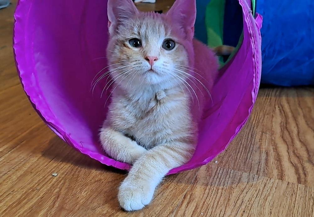 Enlarge Auggie (25-250 C), a Adoptable mixed breed in Lansing, MI image 4/6