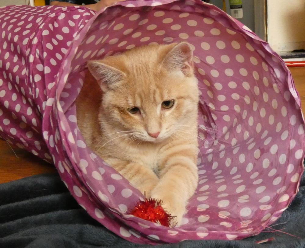 Enlarge Auggie (25-250 C), a Adoptable mixed breed in Lansing, MI image 5/6